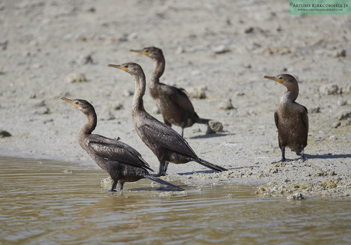 Neotropic Cormorant - ML93326981