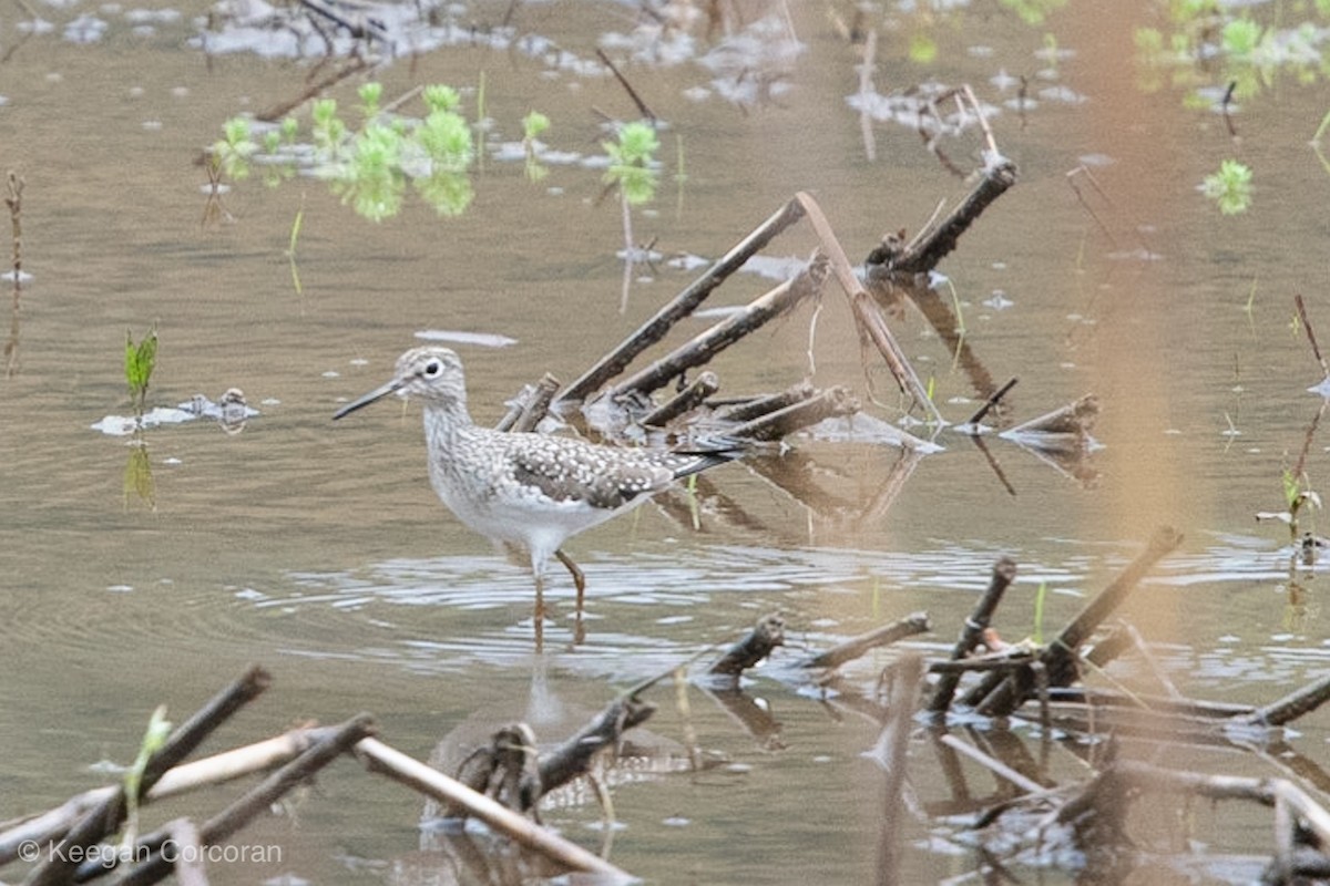 Solitary Sandpiper - Keegan Corcoran