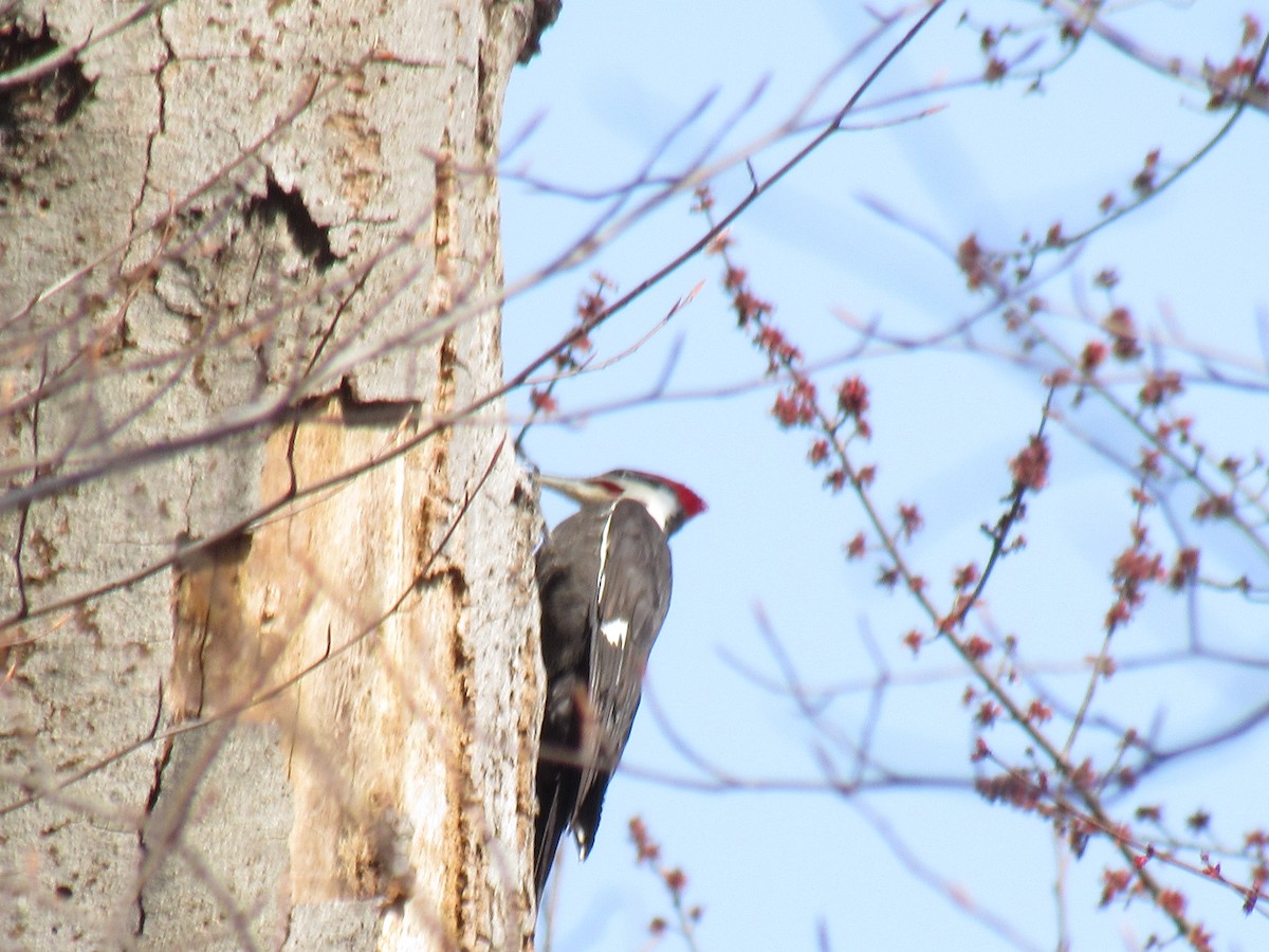 Pileated Woodpecker - ML93329481