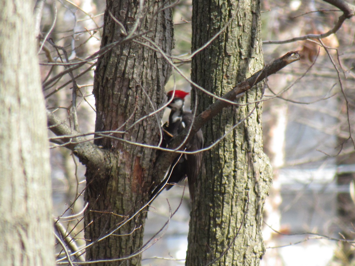 Pileated Woodpecker - ML93329491