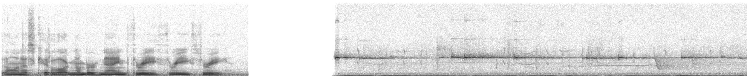 Eastern Whipbird - ML9333