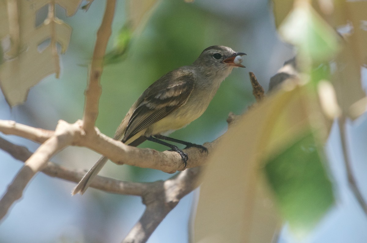 Northern Mouse-colored Tyrannulet - ML93330021