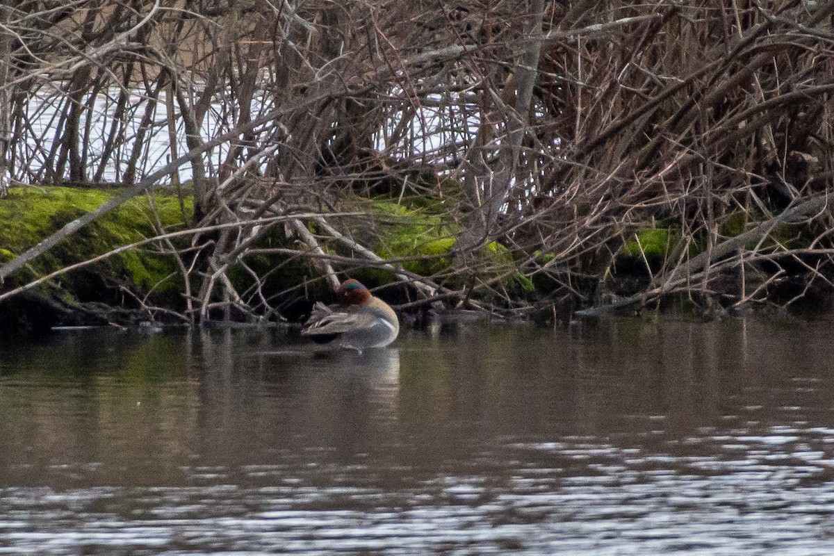 Green-winged Teal - ML93331901