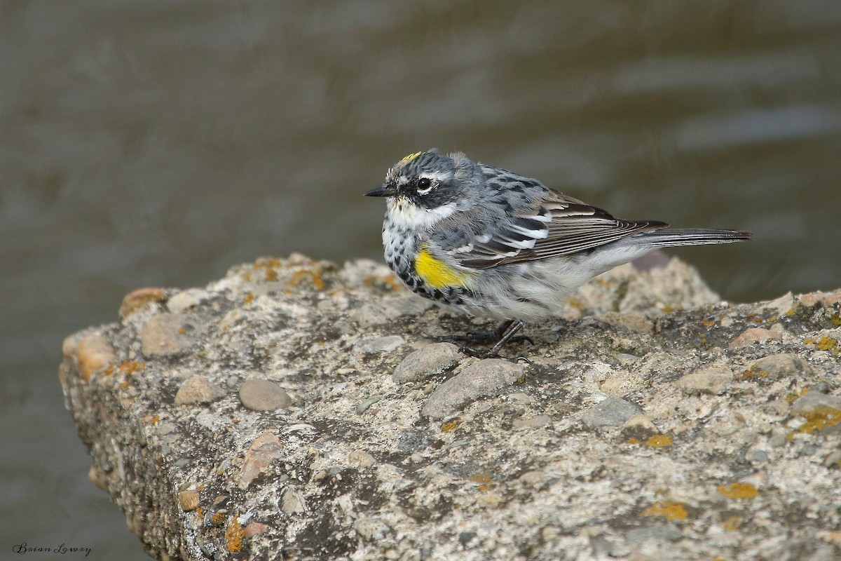 Yellow-rumped Warbler - ML93332191