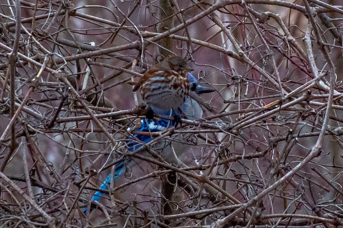 Fox Sparrow - ML93332361