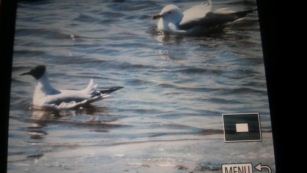Bonaparte's Gull - ML93334111