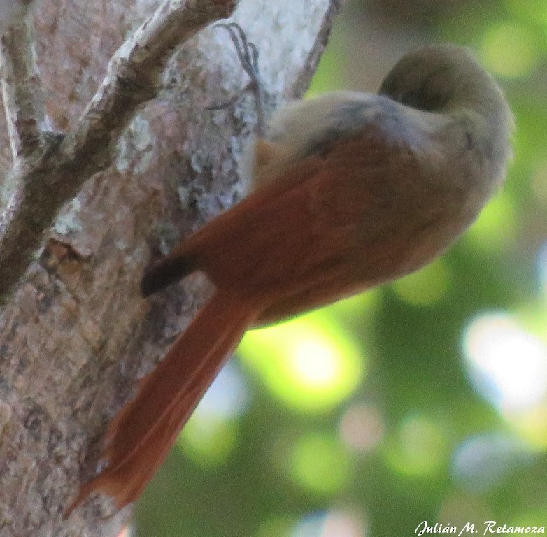 Olivaceous Woodcreeper - Julián Retamoza