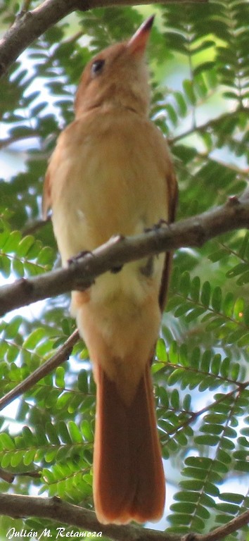 Rufous Casiornis - Julián Retamoza