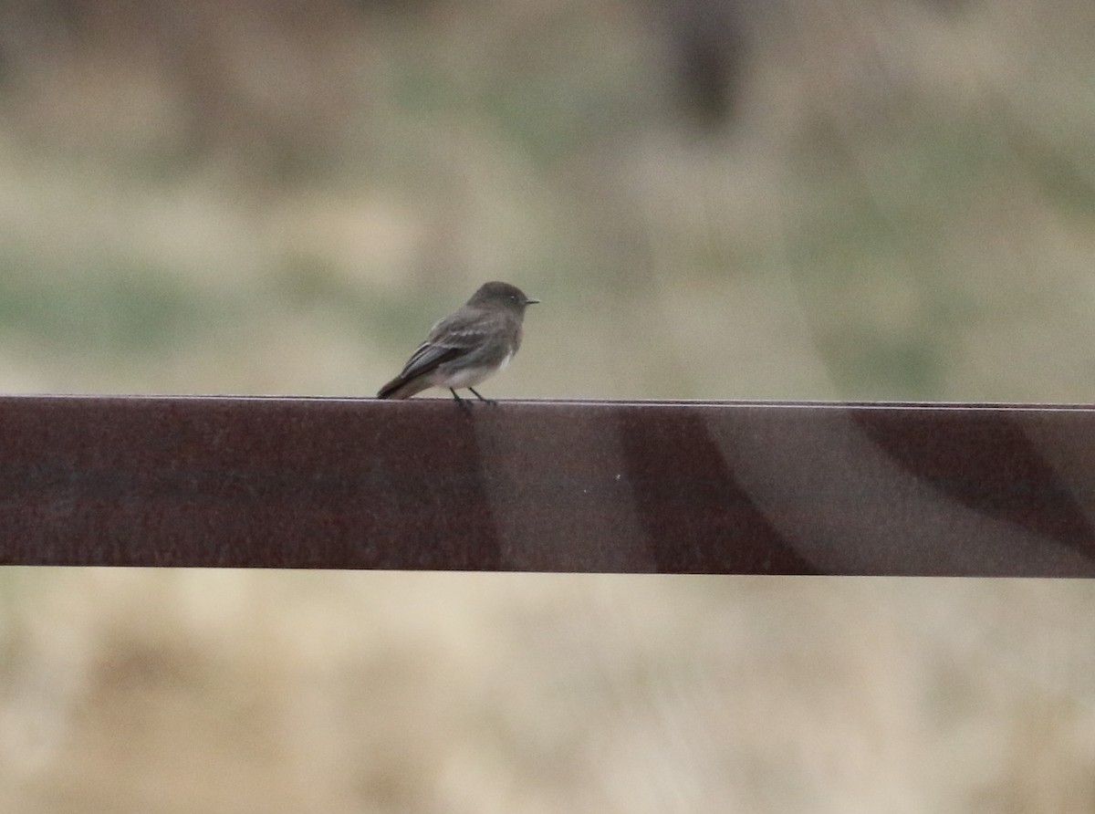 Black Phoebe - ML93335471