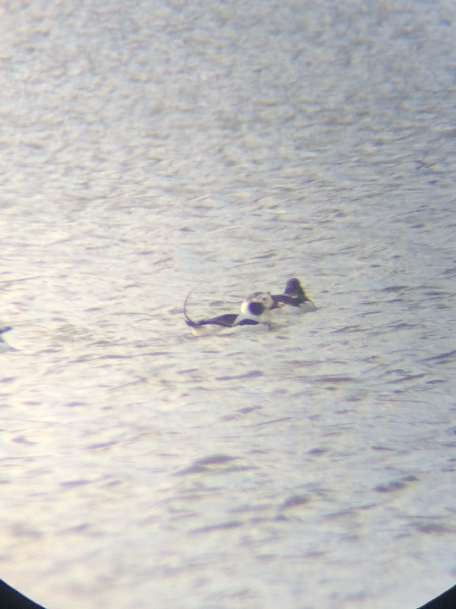Long-tailed Duck - ML93336661