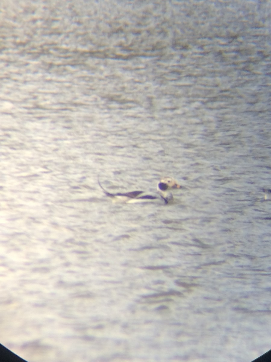 Long-tailed Duck - ML93336681