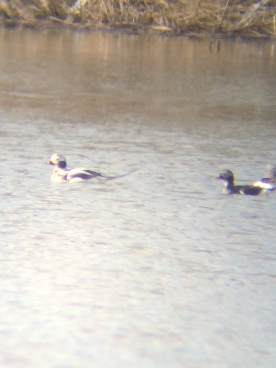 Long-tailed Duck - ML93336801