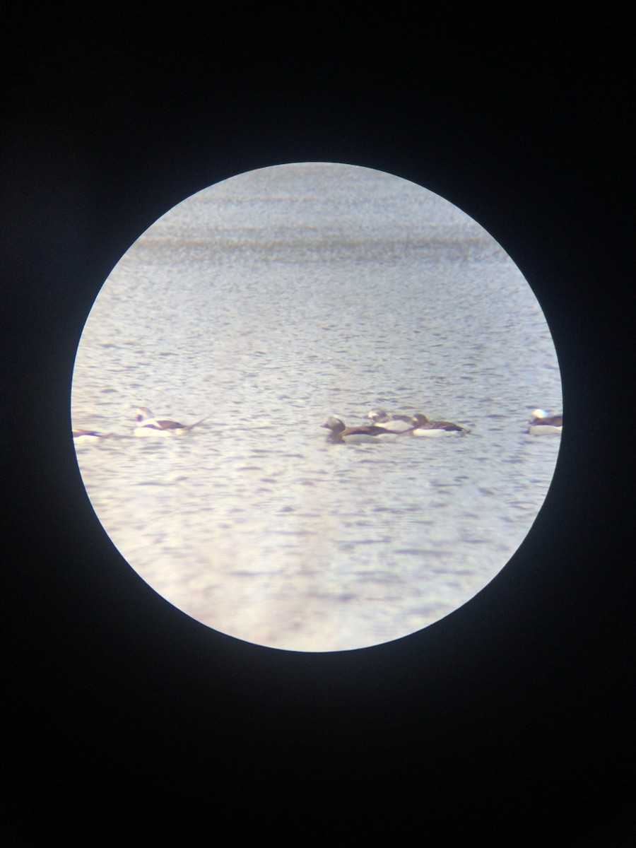 Long-tailed Duck - ML93336821