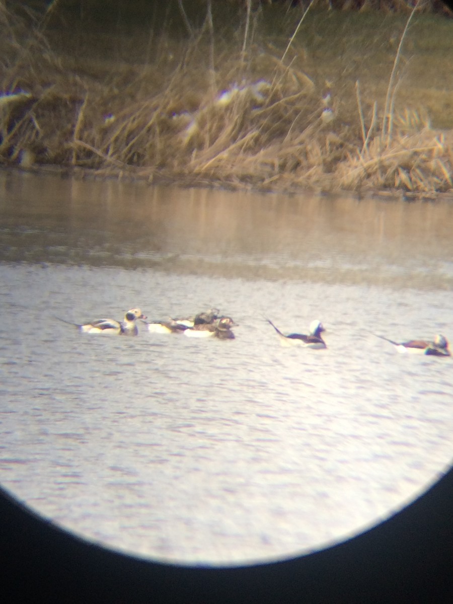 Long-tailed Duck - ML93337011