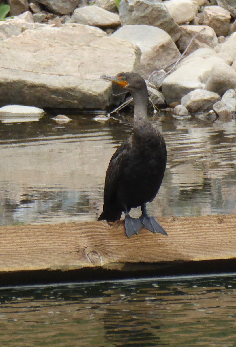Double-crested Cormorant - ML93337221
