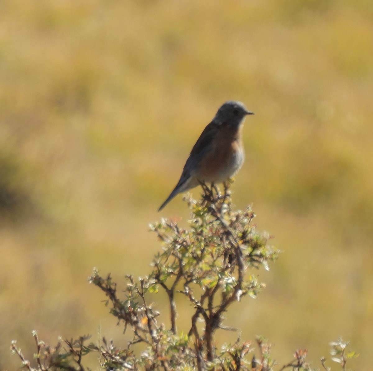 Western Bluebird - ML93337651