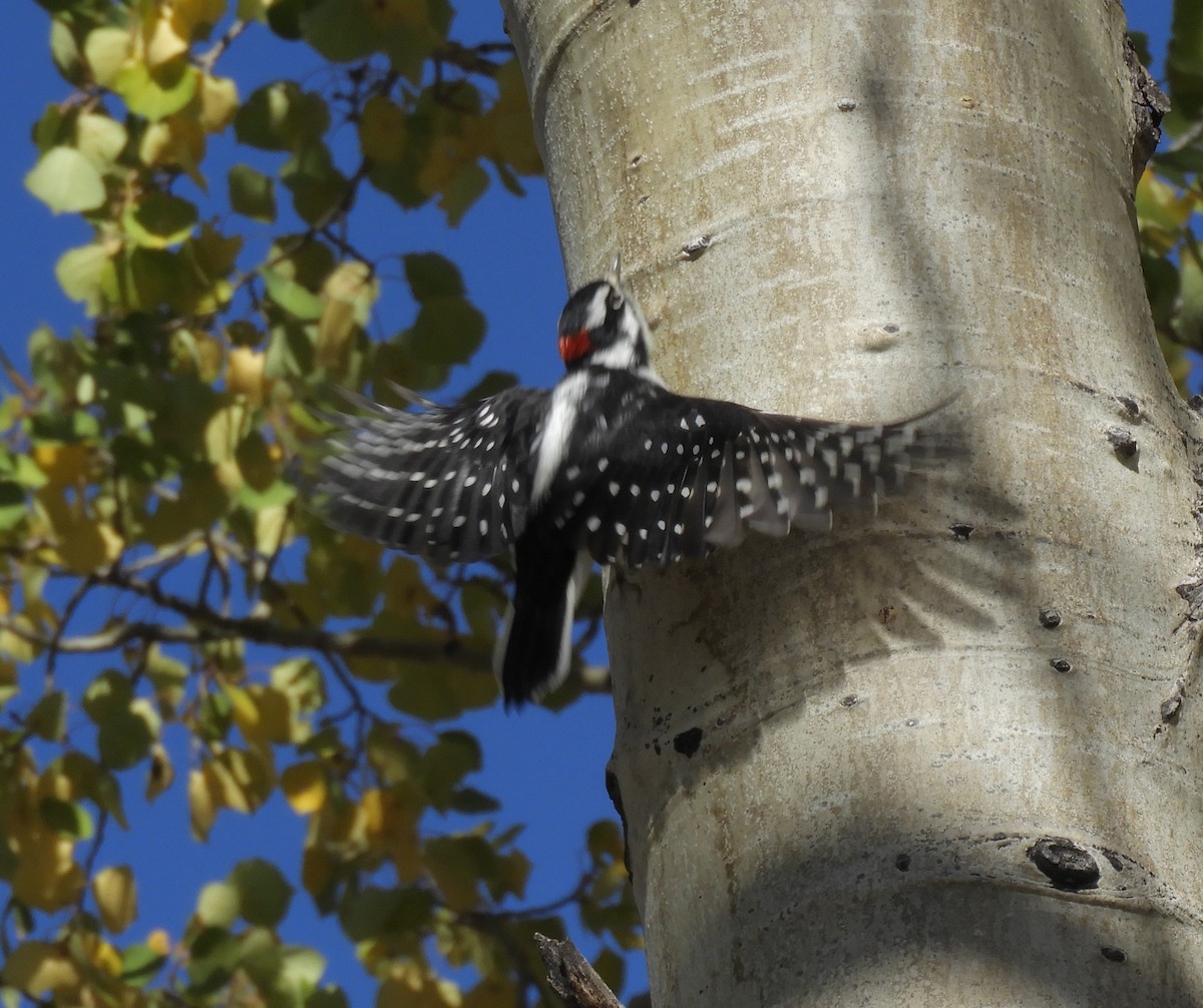 Downy Woodpecker - ML93337801