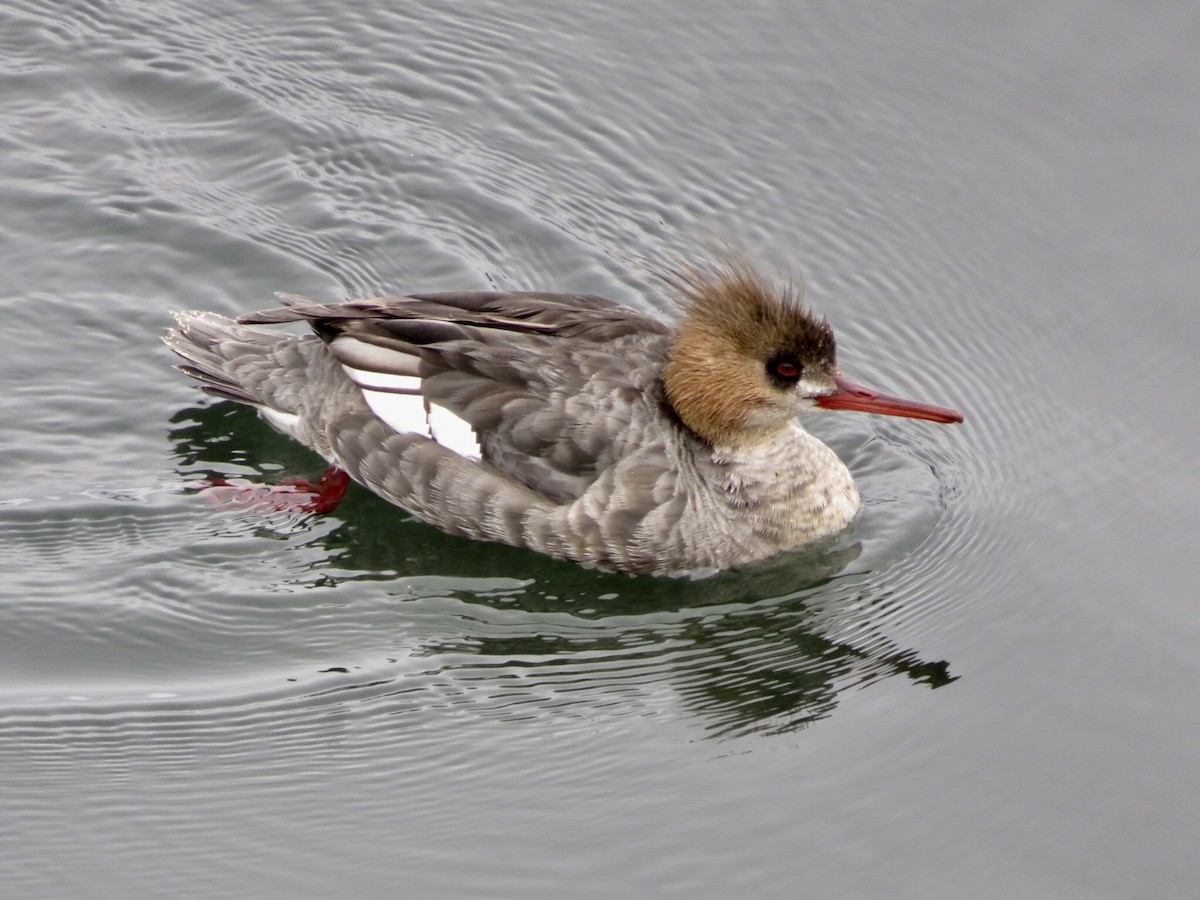 Red-breasted Merganser - Deb Caron