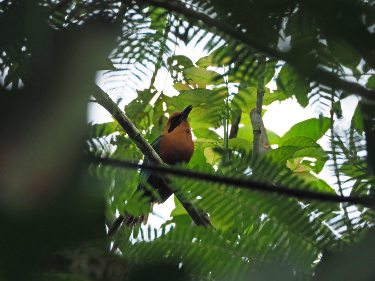 Rufous Motmot - ML93338891