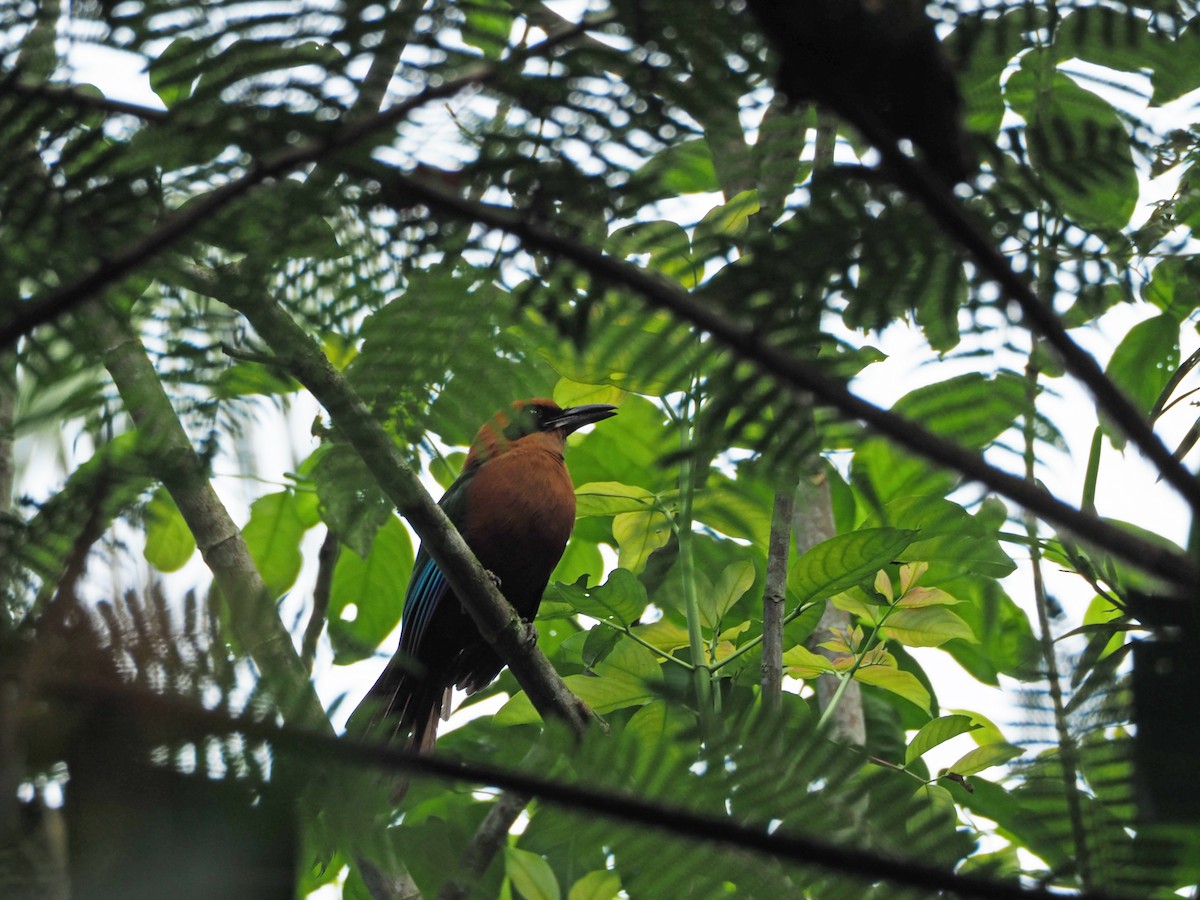 Rufous Motmot - ML93338921