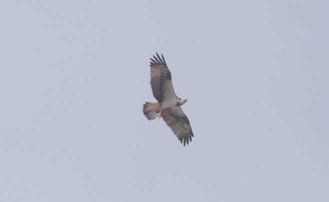 Osprey (haliaetus) - ML93339041