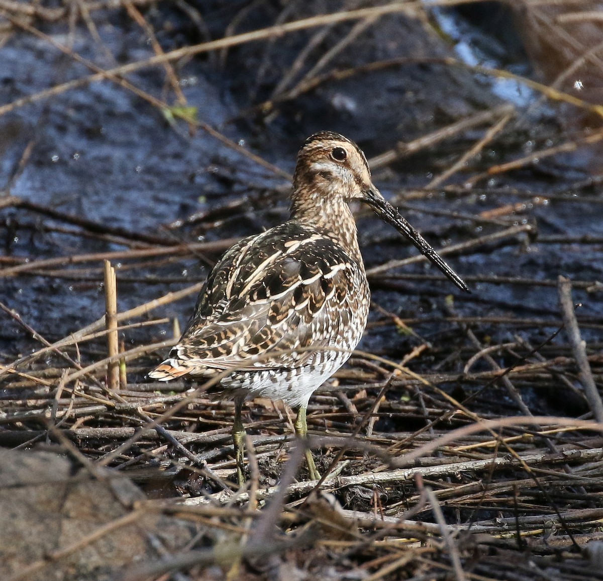 Wilson's Snipe - ML93339181