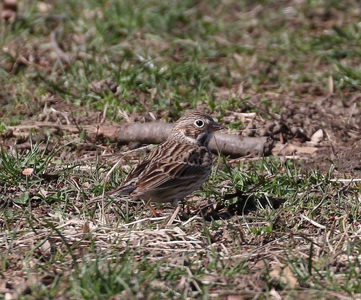 Vesper Sparrow - ML93339281