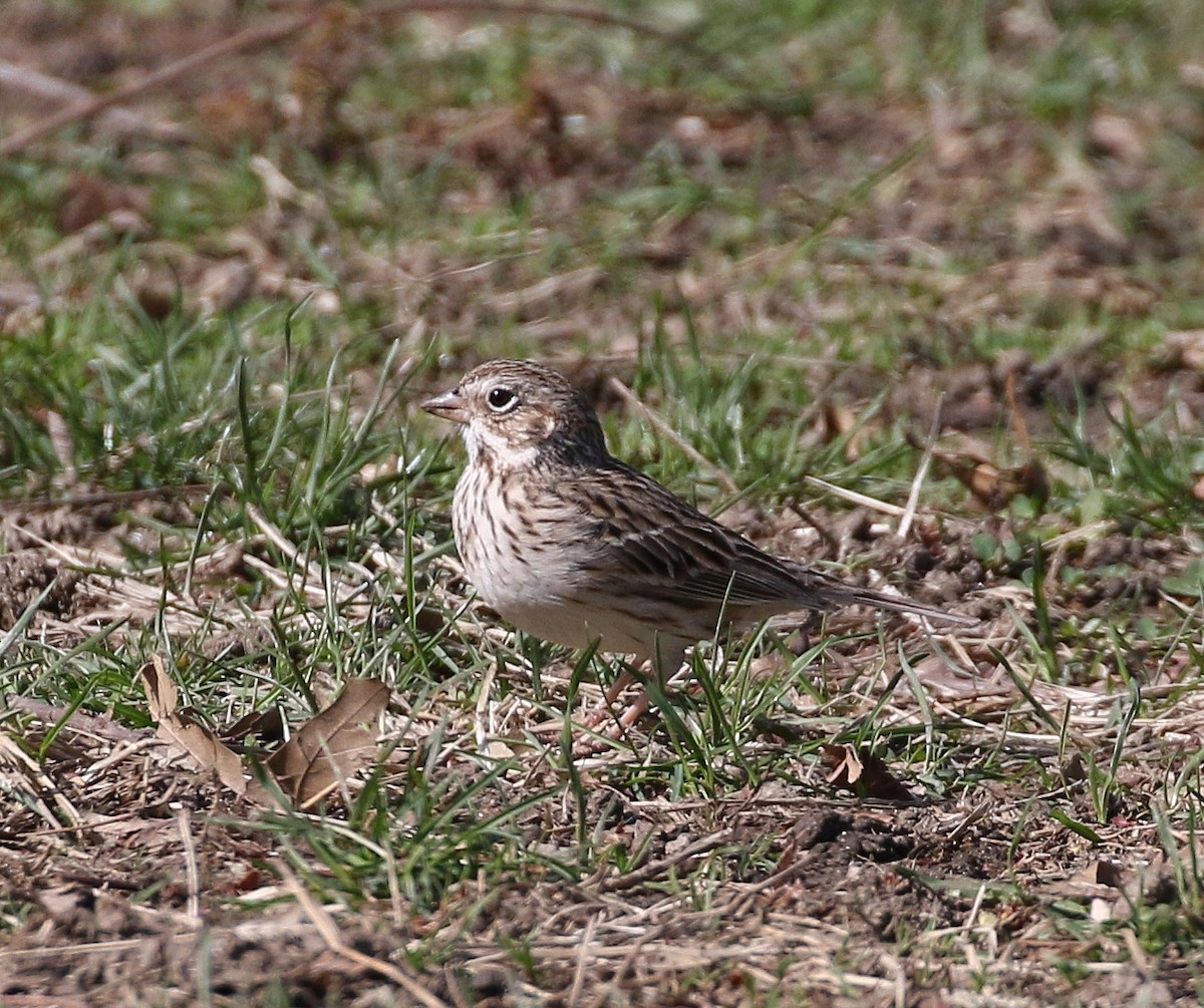 Vesper Sparrow - ML93339321