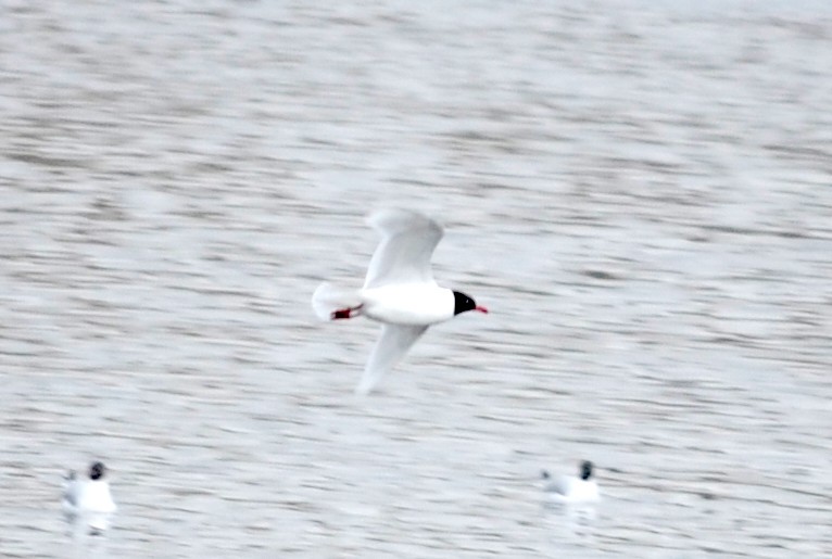 Mediterranean Gull - ML93339471