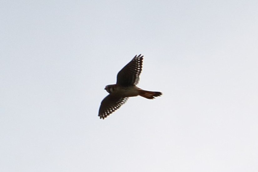 American Kestrel - ML93340261