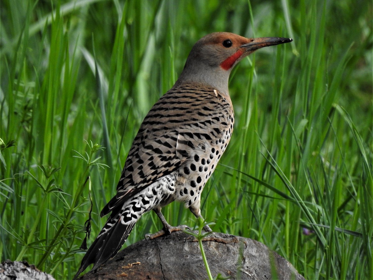 Northern Flicker (Red-shafted) - Diane Rose