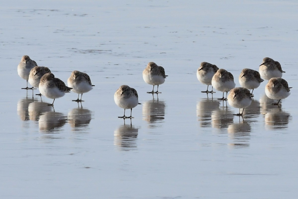 Baird's Sandpiper - ML93343541