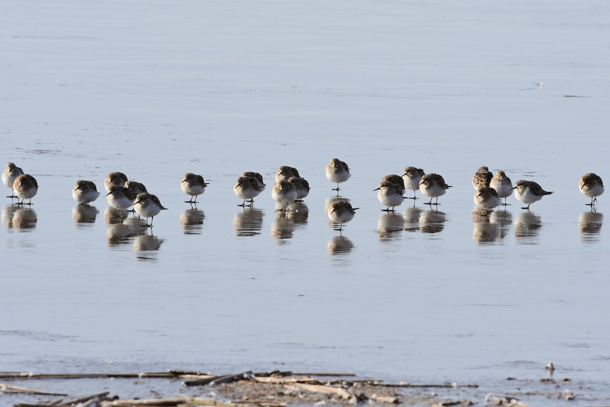 Baird's Sandpiper - ML93343711