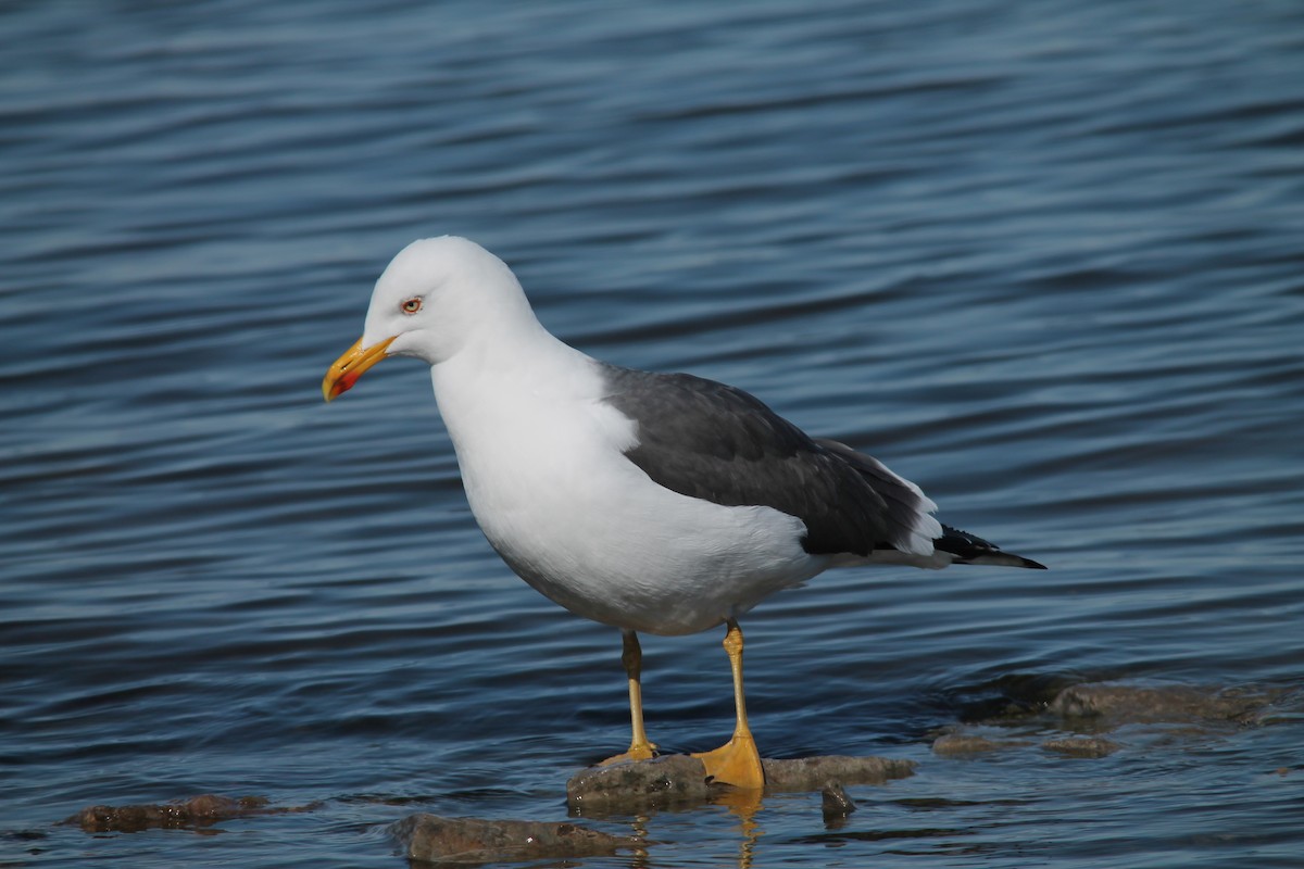 Lesser Black-backed Gull - Mark Benson