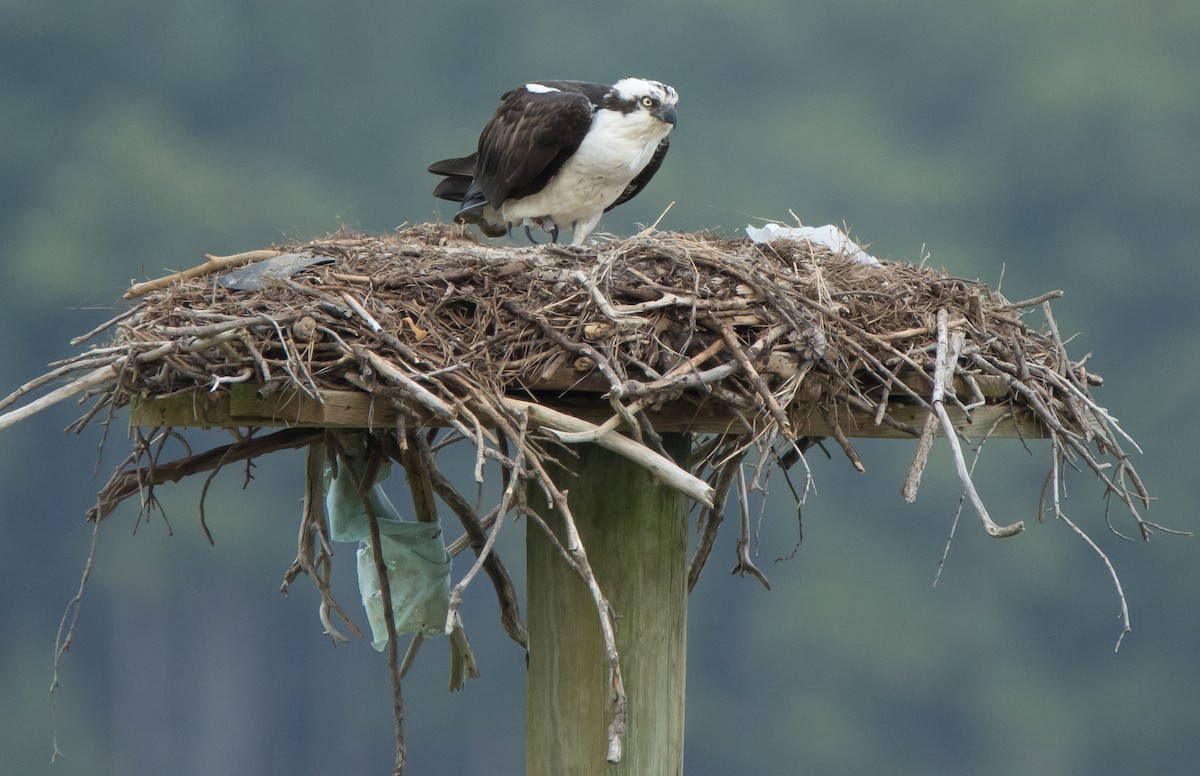 Osprey - ML93343921