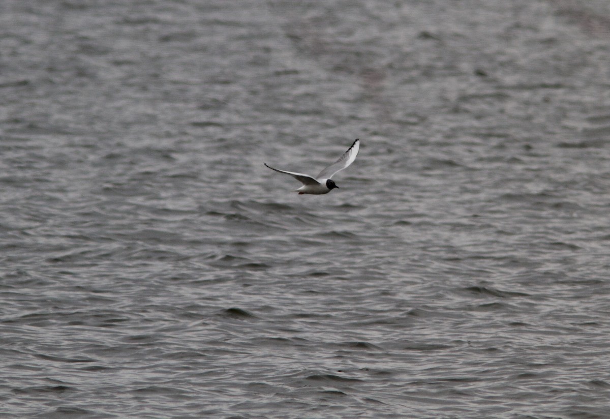 Bonaparte's Gull - ML93345141