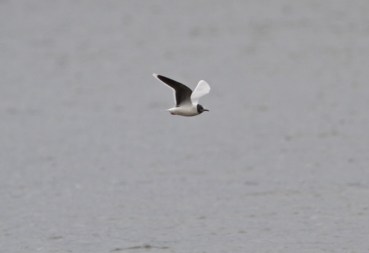 Little Gull - ML93345191