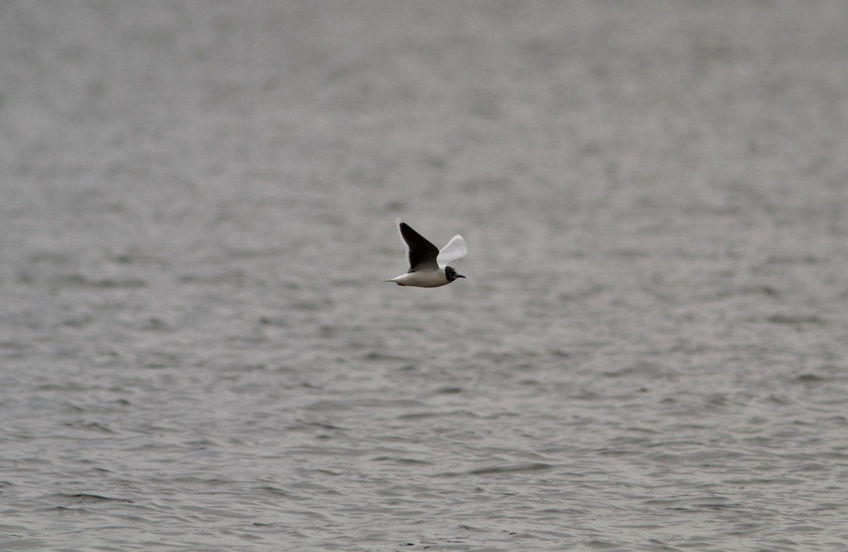 Little Gull - ML93345271