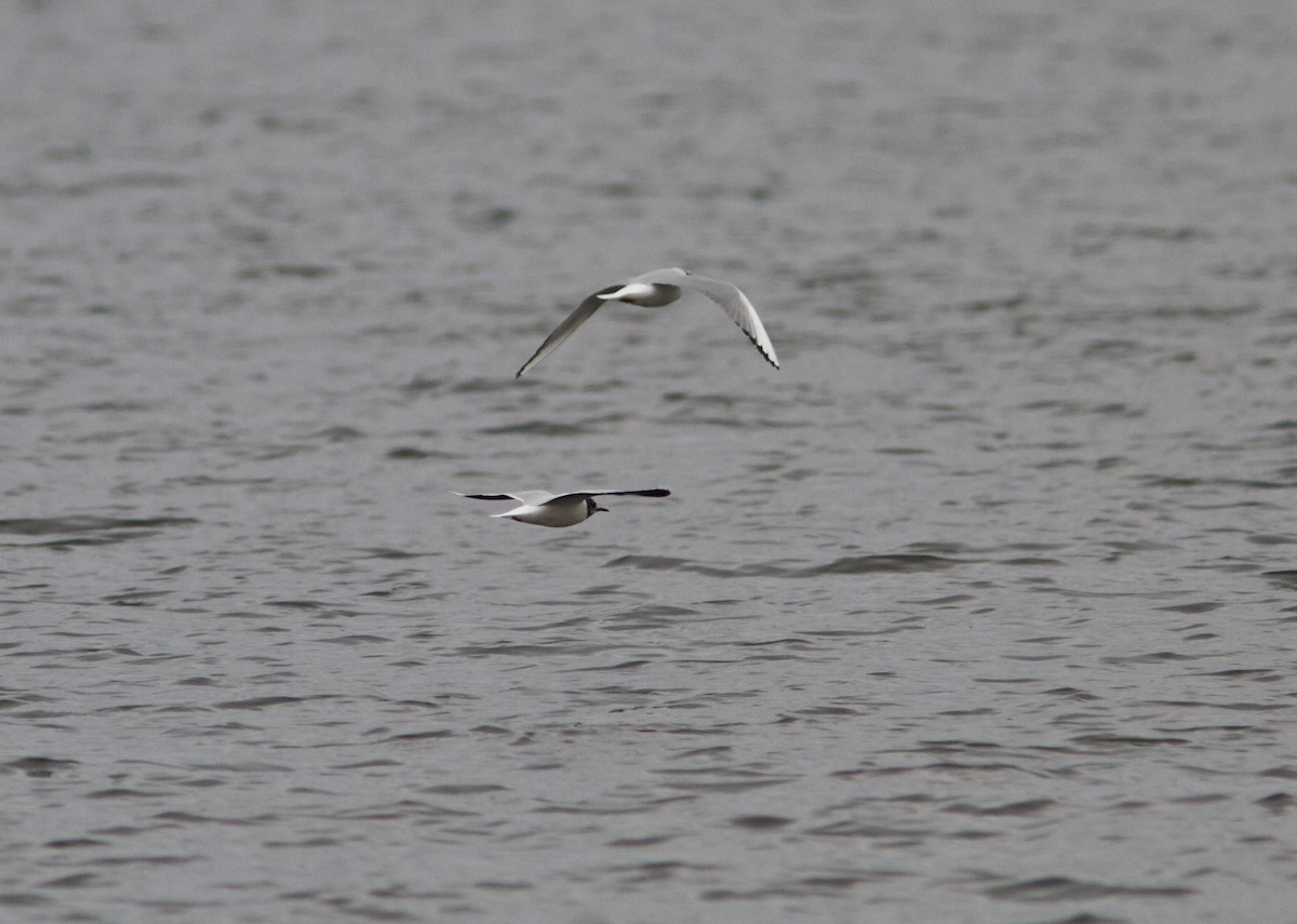 Little Gull - ML93345291