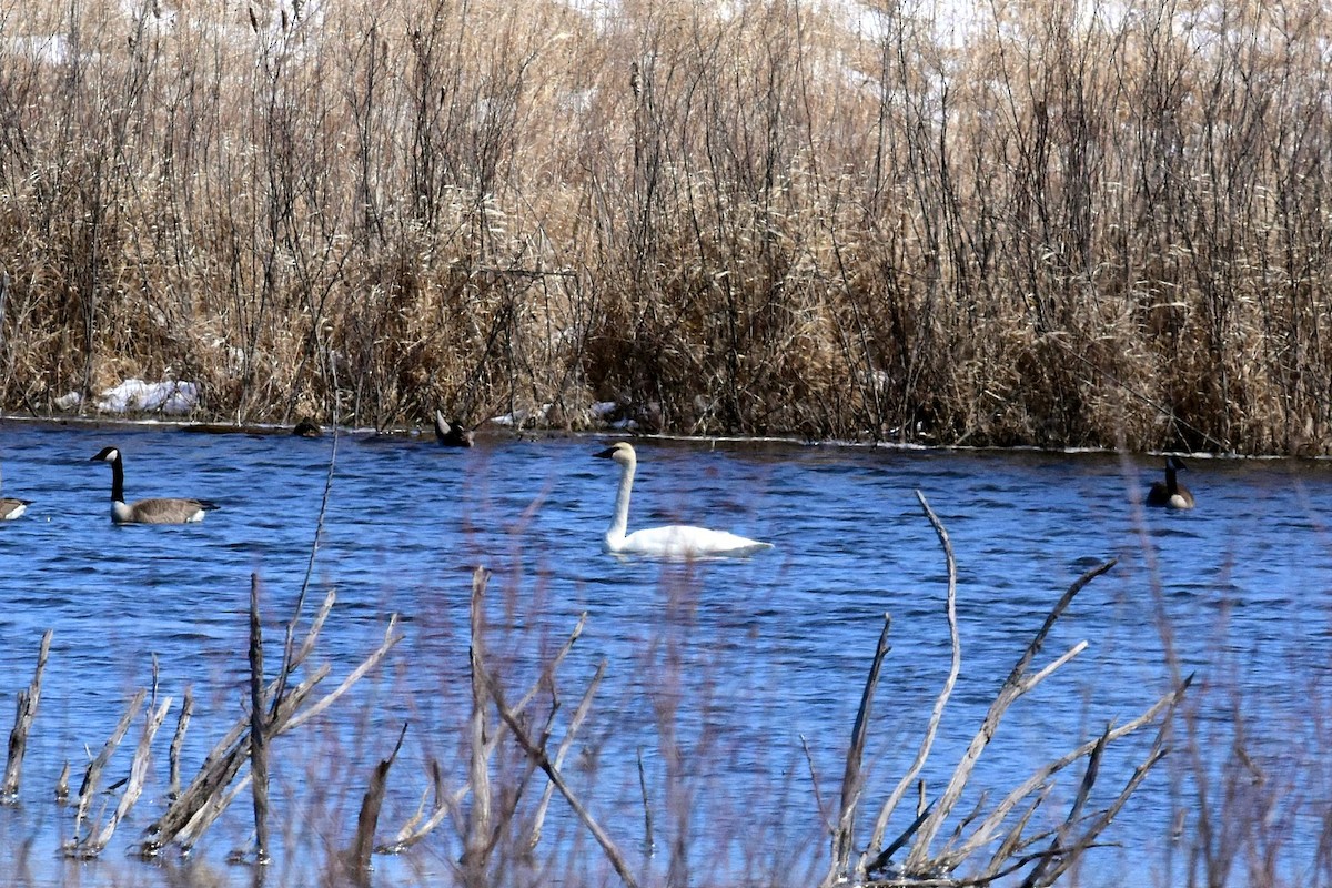 Tundra Swan - ML93346041