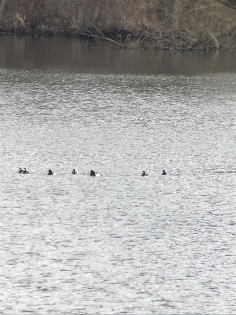 Greater Scaup - Holly Merker