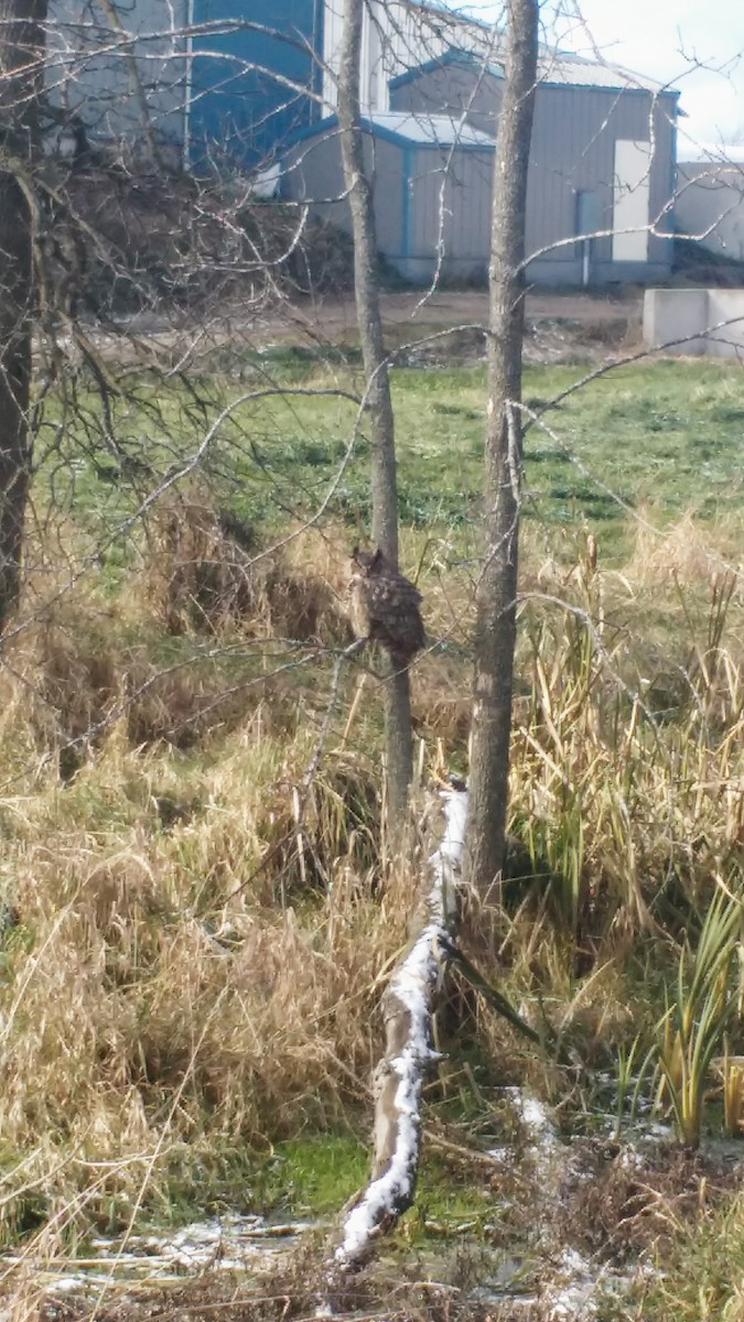 Great Horned Owl - ML93349561
