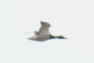 eBird Checklist - 7 Apr 2018 - Montclair Hawk Watch - 40 species