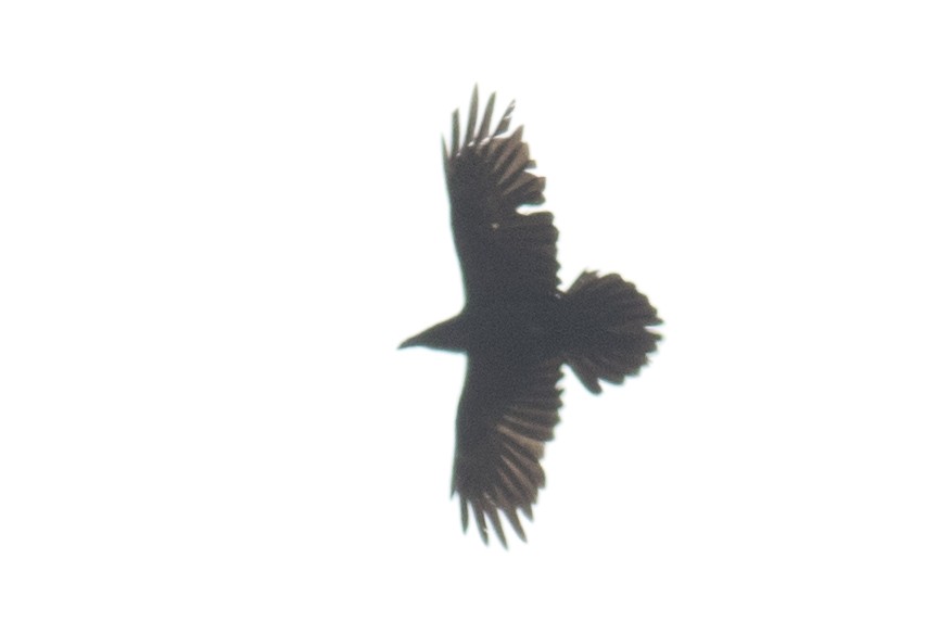 Common Raven - ML93353471