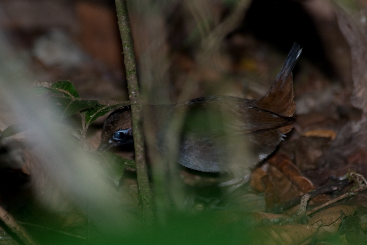 Black-faced Antthrush - Stephen Davies