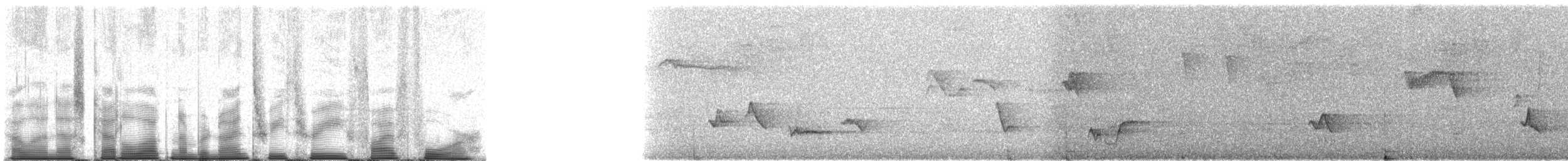 Grauzitterdrossel - ML93354