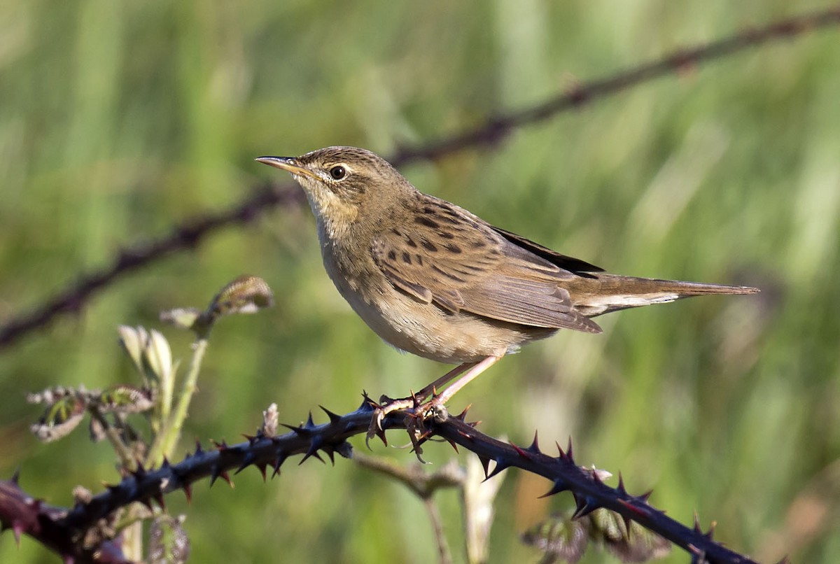 Common Grasshopper Warbler - ML93354701