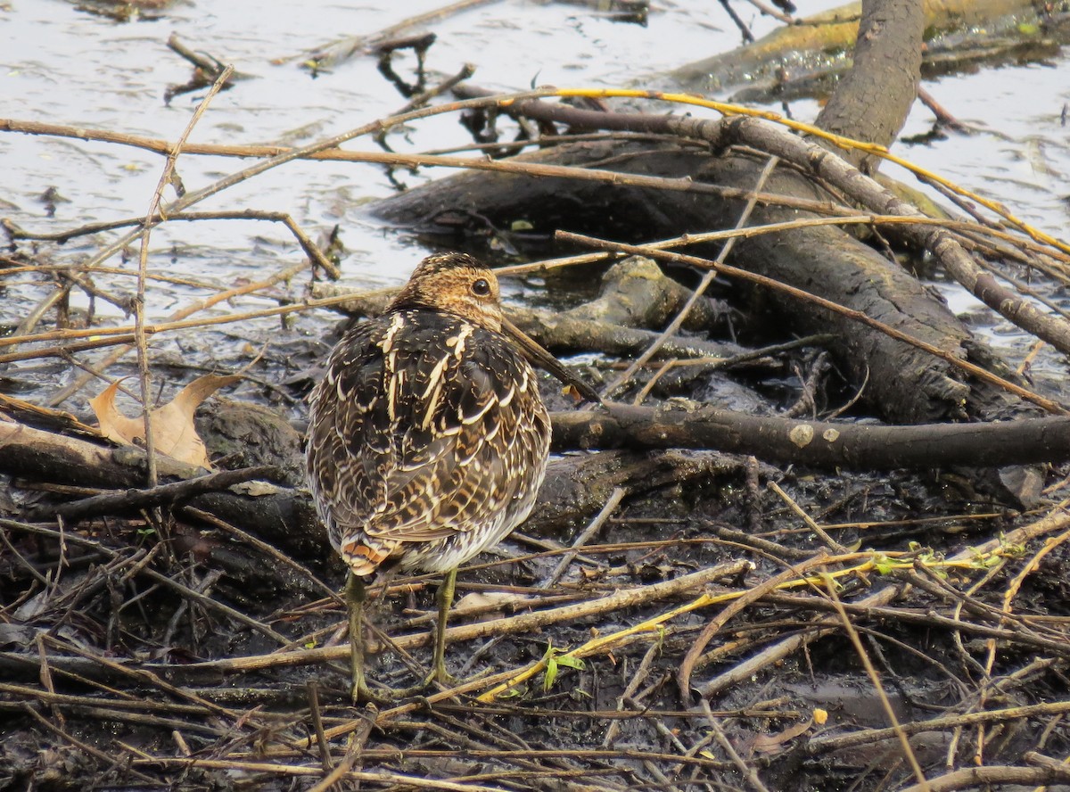 Wilson's Snipe - ML93355501