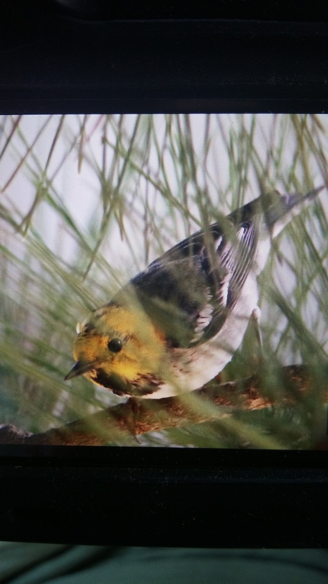 Paruline à tête jaune - ML93357831