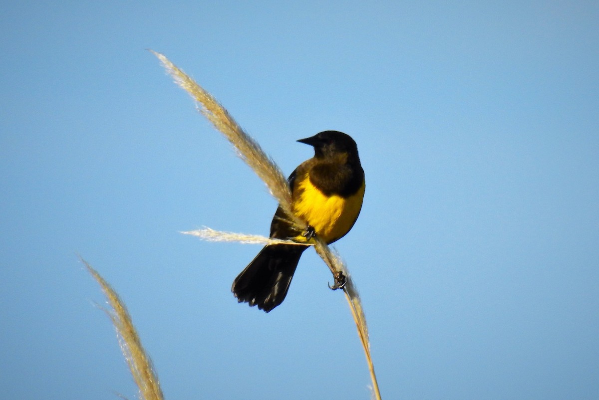 Brown-and-yellow Marshbird - ML93358451